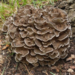 Mushrooms Hen of the Woods 150g East Sussex