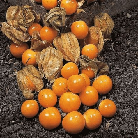 Physalis (Cape Gooseberries) - pack of 10 Kent