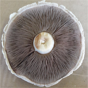 mushrooms portobello 250g suffolk