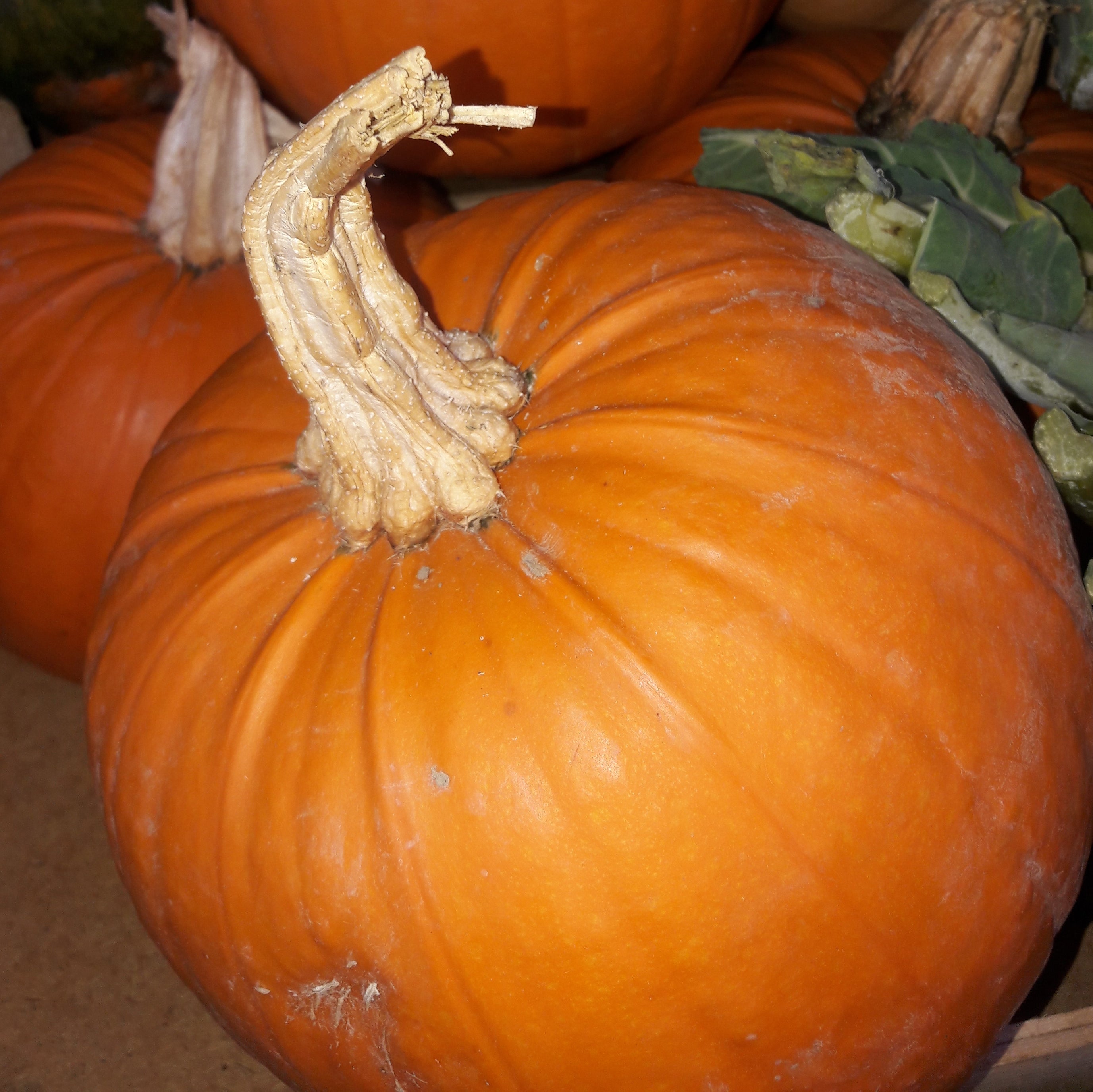 pumpkin large 2kg kent