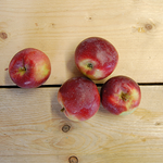 apples spartan 500g kent