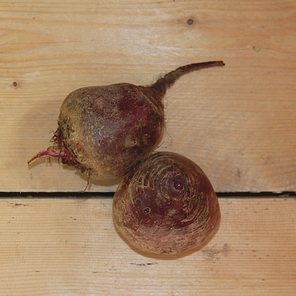 beetroot red bunched kent