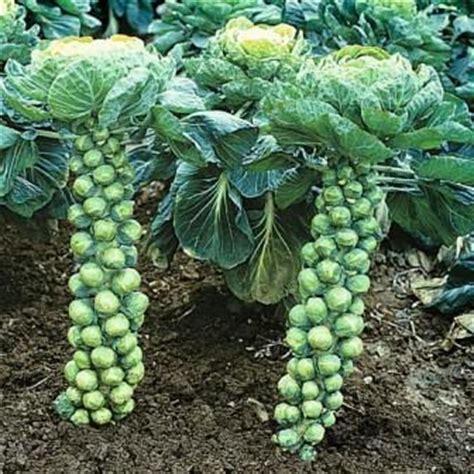 Brussel Sprout Stalks