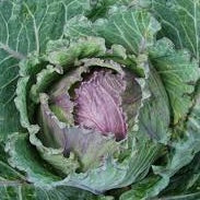 cabbage january king kent