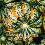 squash harlequin 700g kent