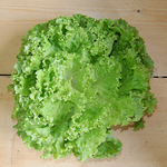 lettuce batavia green (bd) kent