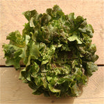 lettuce green oakleaf