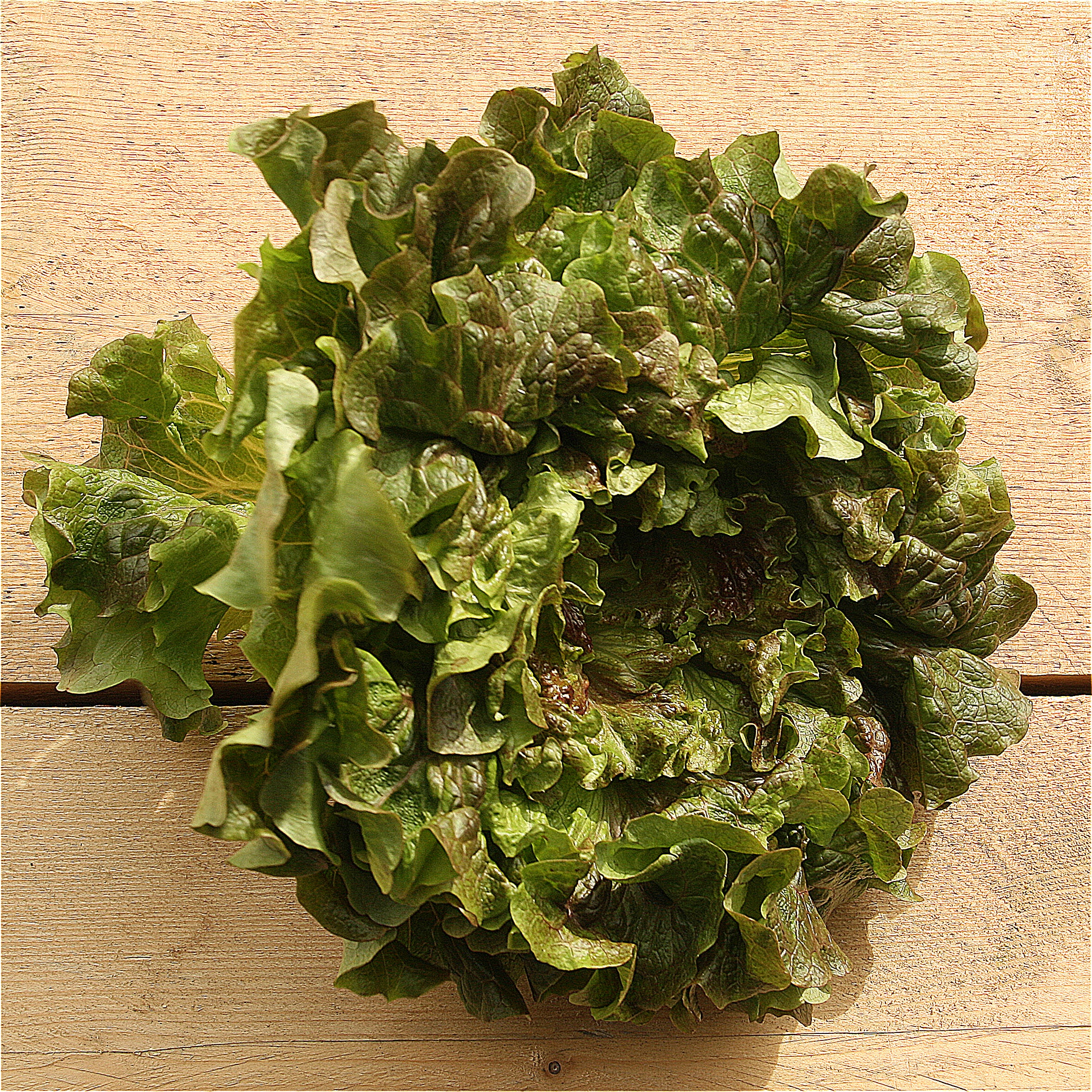 lettuce batavia red