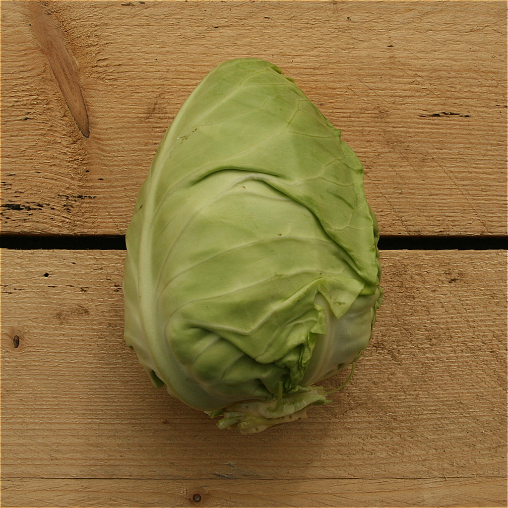 cabbage pointed suffolk