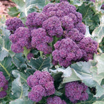 purple sprouting broccoli 300g kent