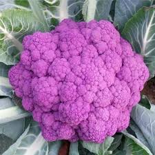 cauliflower purple (graffiti)