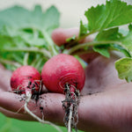 radish red bunched suffolk