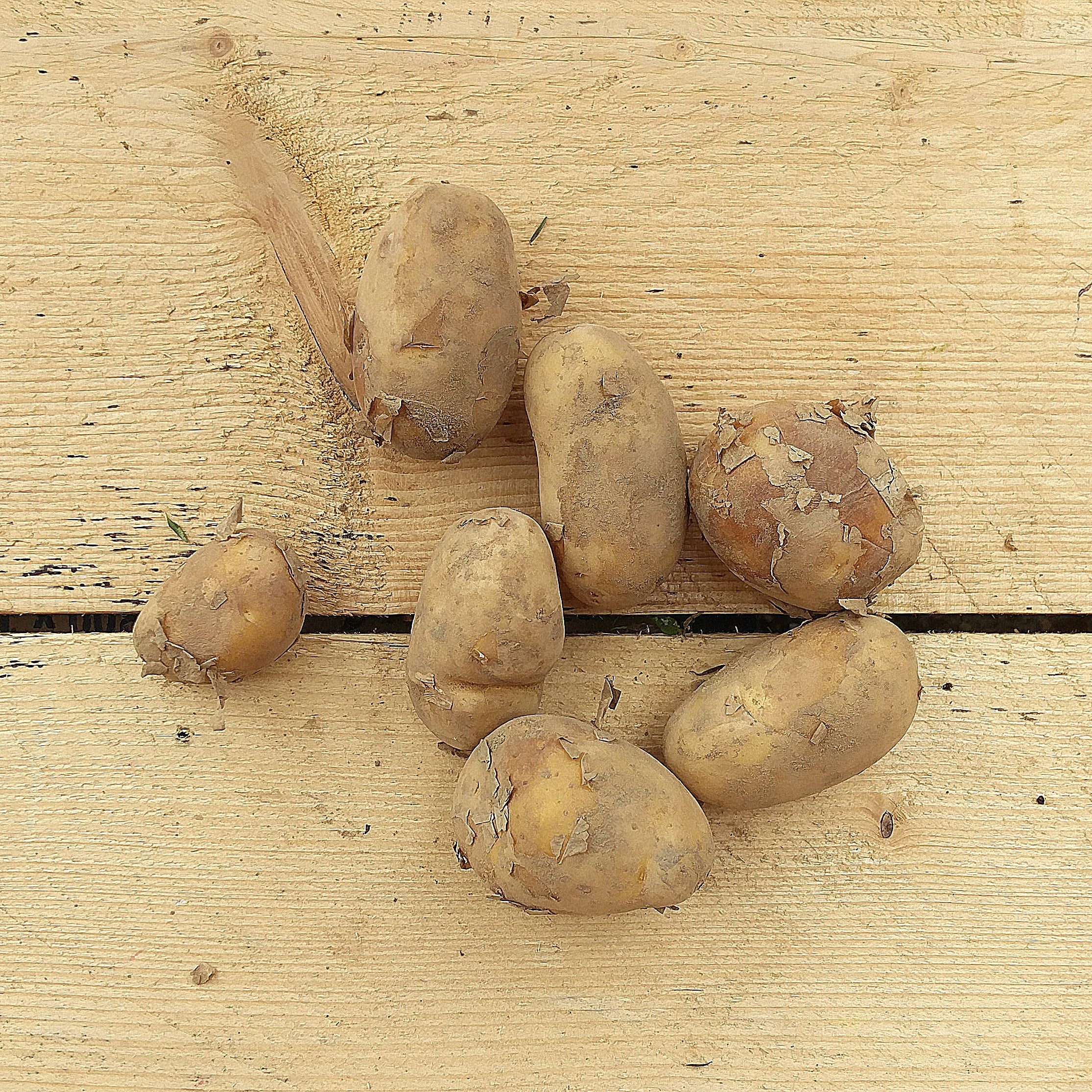 potatoes charlotte 1kg kent