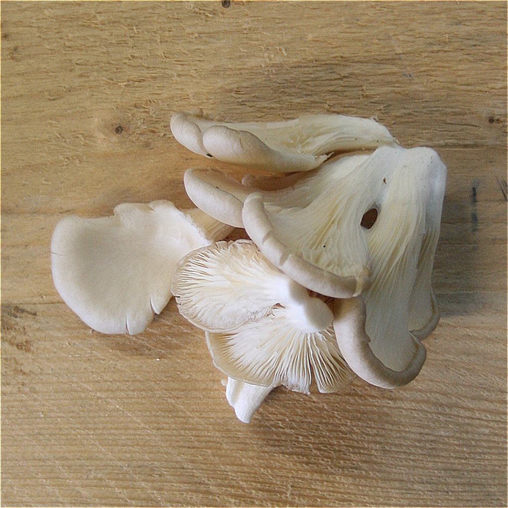 mushrooms oyster 100g