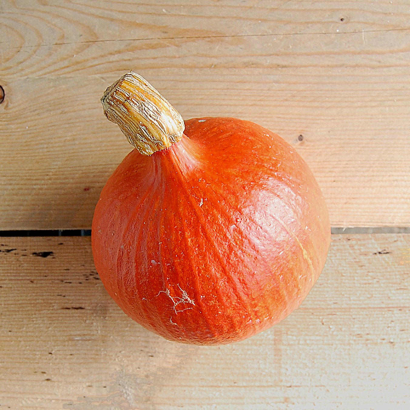 squash red onion kent