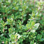 thyme 50g pack
